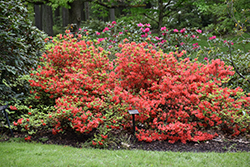 Aladdin Rhododendron (Rhododendron 'Aladdin') at Lakeshore Garden Centres