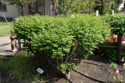 Velvet Blazer Burning Bush (Euonymus alatus 'Veblzam') at Lakeshore Garden Centres