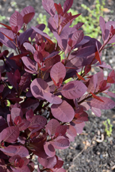 Black Velvet Purple Smokebush (Cotinus coggygria 'Black Velvet') at Lakeshore Garden Centres