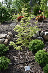 Spiritual Chinese Dogwood (Cornus kousa 'Spiritual') at Lakeshore Garden Centres