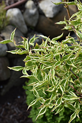 Spiritual Chinese Dogwood (Cornus kousa 'Spiritual') at Lakeshore Garden Centres
