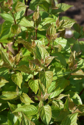 Cuyahoga Gray Dogwood (Cornus racemosa 'Cuyzam') at Lakeshore Garden Centres