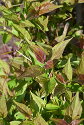 Mahoning Dogwood (Cornus racemosa 'Mahzam') at Lakeshore Garden Centres