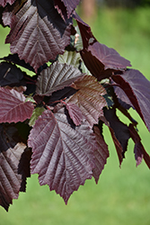 Te-Terra Red Purple-leaved Turkish Hazelnut (Corylus colurna 'Te-Terra Red') at Lakeshore Garden Centres