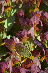 Old Fashioned Smokebush (Cotinus coggygria 'Old Fashioned') at Lakeshore Garden Centres