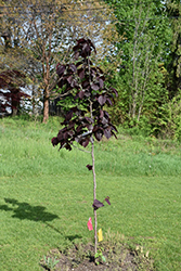 Te-Terra Red Purple-leaved Turkish Hazelnut (Corylus colurna 'Te-Terra Red') at Lakeshore Garden Centres
