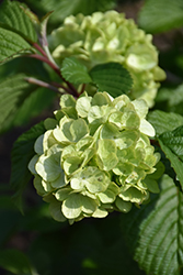 Lime Martini Doublefile Viburnum (Viburnum plicatum 'Limartz') at Lakeshore Garden Centres