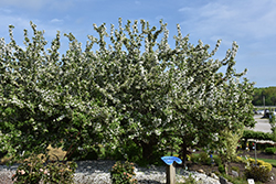 King Arthur Flowering Crab (Malus 'Kinarzam') at Lakeshore Garden Centres