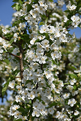 King Arthur Flowering Crab (Malus 'Kinarzam') at Lakeshore Garden Centres