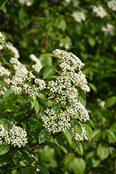 Knighthood Blackhaw Viburnum (Viburnum prunifolium 'Knizam') at Lakeshore Garden Centres