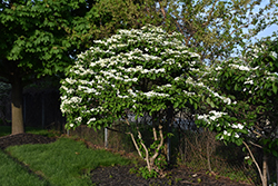 Watanabei Doublefile Viburnum (Viburnum plicatum 'Watanabei') at Lakeshore Garden Centres