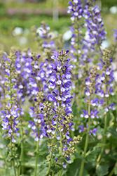 Color Spires Azure Snow Sage (Salvia 'Azure Snow') at Peter Knippel Garden Centre