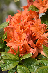 Mandarin Lights Azalea (Rhododendron 'Mandarin Lights') at Green Thumb Garden Centre
