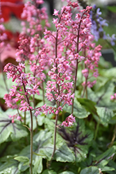 Pink Fizz Foamy Bells (Heucherella 'Pink Fizz') at Peter Knippel Garden Centre