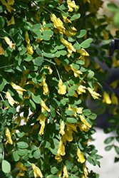 Weeping Peashrub (Caragana arborescens 'Pendula') at Peter Knippel Garden Centre