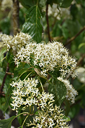 Big Chocolate Chip Pagoda Dogwood (Cornus alternifolia 'Bichozam') at Lakeshore Garden Centres