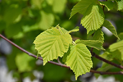 Golden Leaf Hazel (Corylus avellana 'Aurea') at Lakeshore Garden Centres
