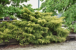 Golden Glow Juniper (Juniperus chinensis 'Borlyn') at Lakeshore Garden Centres