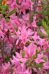 Northern Lights Azalea (Rhododendron 'Northern Lights') at Golden Acre Home & Garden