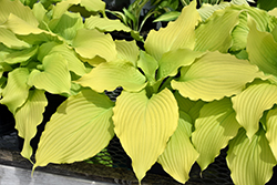 Dancing Queen Hosta (Hosta 'Dancing Queen') at Mainescape Nursery