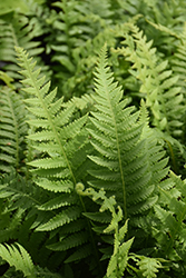 Beech Fern (Phegopteris decursive-pinnata) at Lakeshore Garden Centres