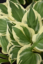 Diamonds Are Forever Hosta (Hosta 'Diamonds Are Forever') at Lakeshore Garden Centres