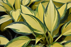 Remember Me Hosta (Hosta 'Remember Me') at Peter Knippel Garden Centre