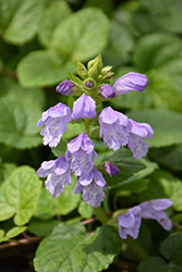 Meehan's Mint (Meehania cordata) at Lakeshore Garden Centres