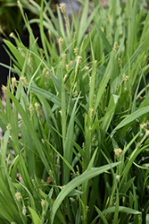 Bunny Blue Sedge (Carex laxiculmis 'Hobb') at Lakeshore Garden Centres