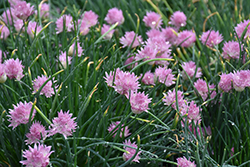 Rising Star Chives (Allium schoenoprasum 'Rising Star') at Peter Knippel Garden Centre