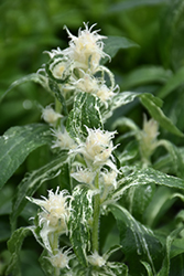 Genti Twisterbell Clustered Bellflower (Campanula glomerata 'Allgentitwist') at Lakeshore Garden Centres