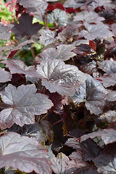 Blackout Coral Bells (Heuchera 'Blackout') at Lakeshore Garden Centres