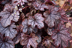 Galactica Foamy Bells (Heucherella 'Galactica') at Lakeshore Garden Centres