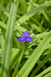 Charlotte's Web Spiderwort (Tradescantia x andersoniana 'Charlotte's Web') at Lakeshore Garden Centres