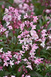Yuki Cherry Blossom Deutzia (Deutzia 'NCDX2') at Peter Knippel Garden Centre