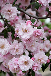 Prairie Rose Flowering Crab (Malus 'Prairie Rose') at Lakeshore Garden Centres