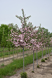 Prairie Rose Flowering Crab (Malus 'Prairie Rose') at Lakeshore Garden Centres