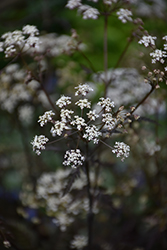 Ravenswing Cow Parsley (Anthriscus sylvestris 'Ravenswing') at Lakeshore Garden Centres