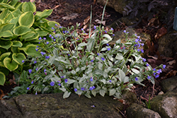 Majeste Lungwort (Pulmonaria 'Majeste') at Lakeshore Garden Centres