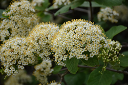 Lantanaphyllum Viburnum (Viburnum x rhytidophylloides) at Lakeshore Garden Centres