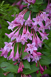 Pink Princess Weigela (Weigela florida 'Pink Princess') at Lakeshore Garden Centres