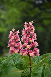 Fort McNair Red Horse Chestnut (Aesculus x carnea 'Fort McNair') at Lakeshore Garden Centres