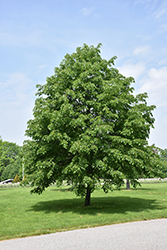Corinthian Linden (Tilia cordata 'Corinthian') at Lakeshore Garden Centres