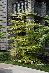 Golden Shadows Pagoda Dogwood (Cornus alternifolia 'Wstackman') at A Very Successful Garden Center