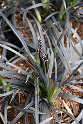 Ebony Knight Mondo Grass (Ophiopogon planiscapus 'Ebknizam') at Lakeshore Garden Centres