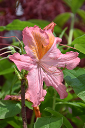 Mount St. Helens Azalea (Rhododendron 'Mount St. Helens') at Lakeshore Garden Centres