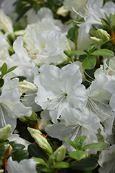 Everest Azalea (Rhododendron 'Everest') at Lakeshore Garden Centres