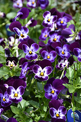 Sorbet Phantom Pansy (Viola 'Sorbet Phantom') at Lakeshore Garden Centres