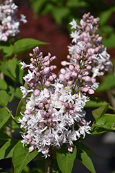 Beauty of Moscow Lilac (Syringa vulgaris 'Beauty of Moscow') at Peter Knippel Garden Centre