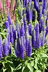 Royal Candles Speedwell (Veronica spicata 'Royal Candles') at The Mustard Seed